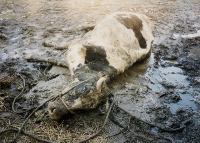 Mad Cow Disease Hits Britain