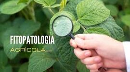 Timeline: Historia de los conceptos de causa y enfermedad: paralelismo entre  la Medicina y la Fitopatología