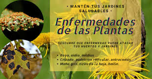 Clasificación de las plantas