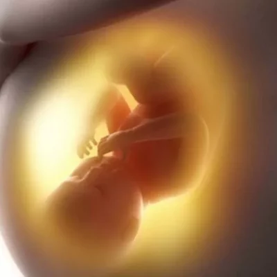 Timeline: Desarrollo Prenatal