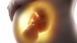 Timeline: Desarrollo Prenatal