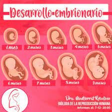 DESARROLLO PRENATAL