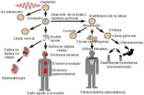 1991 Cambian los términos para facilitar la identificación de los efectos biológicos de la radiación.