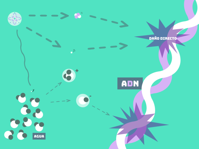 1990 Recolección de información sobre los efectos estocásticos en las células..