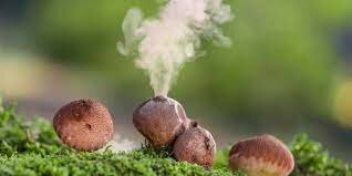 La teoria Microbiana sin Pasteur y Roch