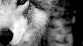 Timeline: The Life of White Fang