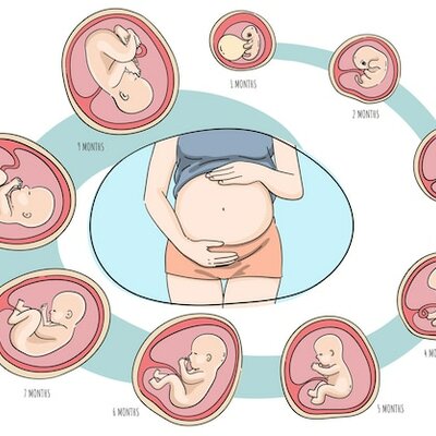 Timeline: Desarrollo Prenatal