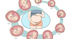 Timeline: Desarrollo Prenatal