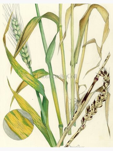 otras nociones y causas