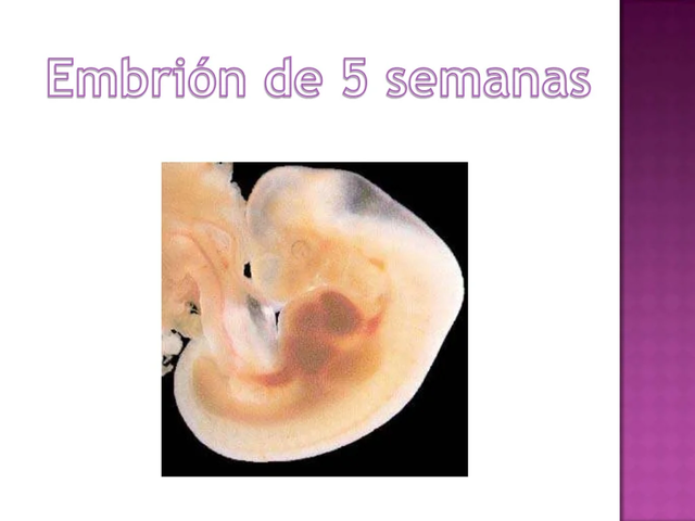 Período Embrionario