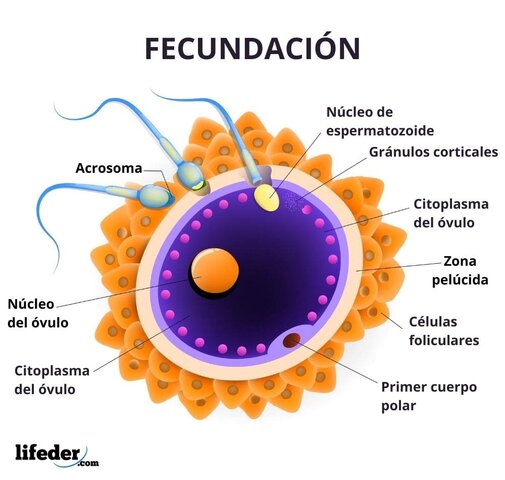 Fecundación