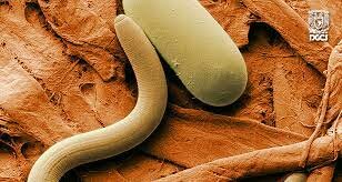 Comisión Internacional Erradicación de la Dracunculosis.