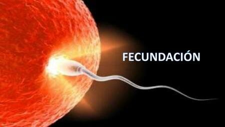 Desarrollo  prenatal