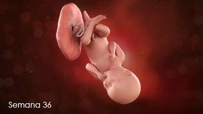 Semana 36
