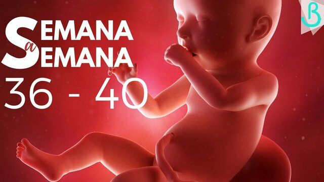 semanas 36 al 40
