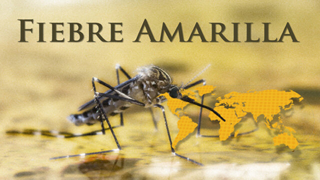 Fiebre amarilla año 1850