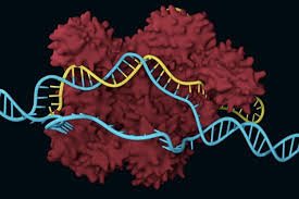 *Milestone* Yeast genetic blueprint