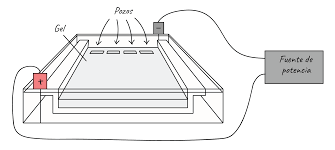 Electroforesis en Gel