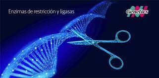 Enzimas de Restricción