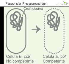 Transformación con E. coli