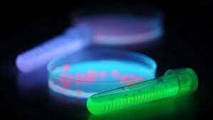 Marcadores de Bioluminiscencia