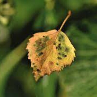 Timeline: HISTORIA DE LA FITOPATOLOGIA