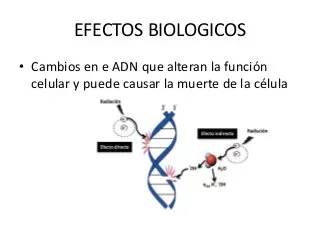 EFECTOS BIOLOGICOS DE LA RADIACION EN LAS CELULAS