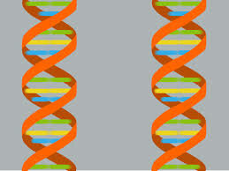 BIOLOGICOS DE LA RADIACION