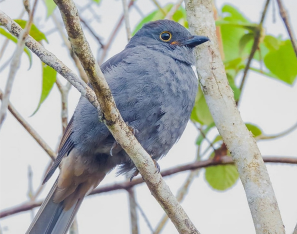 RESERVA ARRIERITO ANTIOQUEÑO PROAVES ANORI