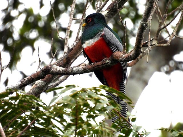 TROGON COLLAREJO
