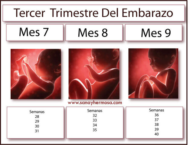 TERCER TRIMESTRE