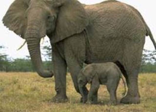 Memory Like An Elephant