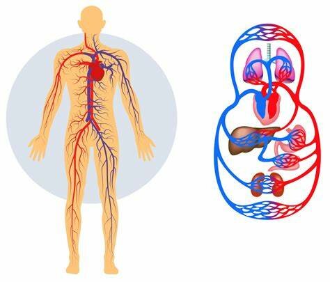 El Sistema Circulatorio & La Estructura del Corazón