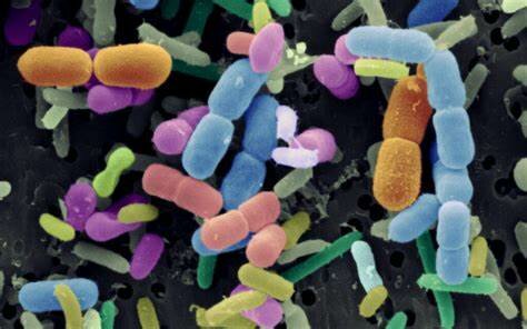 Teoría del Germen de la Enfermedad