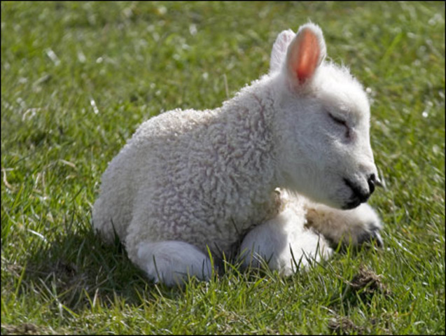 Symbol: Lamb