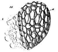 Robert Hooke describe por primera vez a la célula.