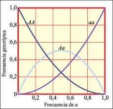 Se establecen modelos matemáticos de las fre- cuencias génicas en poblaciones mendelianas.