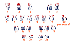 Se identiﬁcan 23 pares de cromosomas en las células del cuerpo humano.