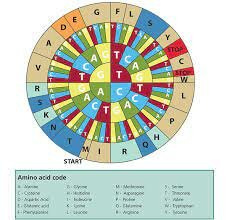 Se descifra el código genético completo del DNA.