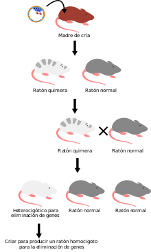 Tienen lugar los primeros experimentos de ingeniería genética, en los que genes de una especie se introducen en organismos de otra especie y funcio- nan correctamente.