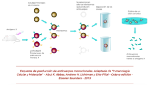 Se obtienen por primera vez los hibridomas que producen anticuerpos monoclonales.