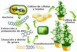 Producción de las primeras plantas trans- génicas.