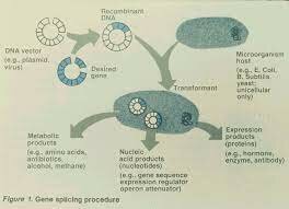 Primera patente de un ser vivo producido mediante ingeniería genética.