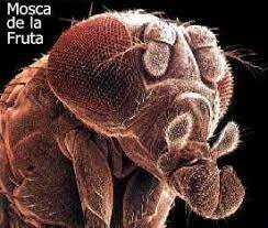 Se completa la secuenciación del genoma (175 Mb) de Drosophila melanogaster (mosca de la fruta).
