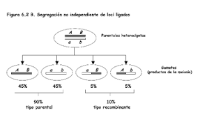Se termina la primera versión del genoma humano (3 200 Mb) y se completa la secuencia de Arabidopsis thaliana (157 Mb).