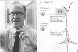 Donald Hebb -1904- (1988)- Conexiones entre estímulos- Biopsicología