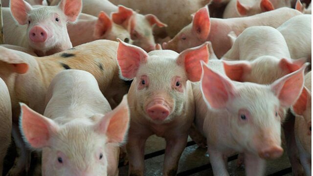 Prohibición de la carne