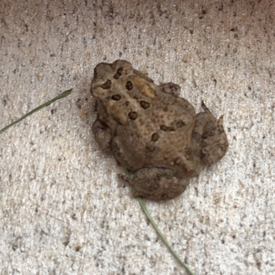 Timeline: History of Health Care Lasecki