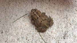 Timeline: History of Health Care Lasecki