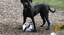 Timeline: History of healthcare Reynolds